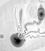 Radiolarians Series: Untitled #11, 2011