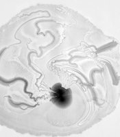 Radiolarians Series: Untitled #12, 2011