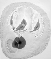 Radiolarians Series: Untitled #14, 2011