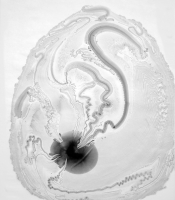 Radiolarians Series: Untitled #15, 2011