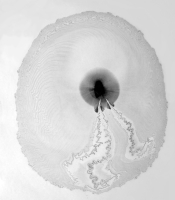 Radiolarians Series: Untitled #2, 2011