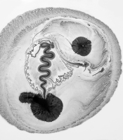 Radiolarians Series: Untitled #21, 2011